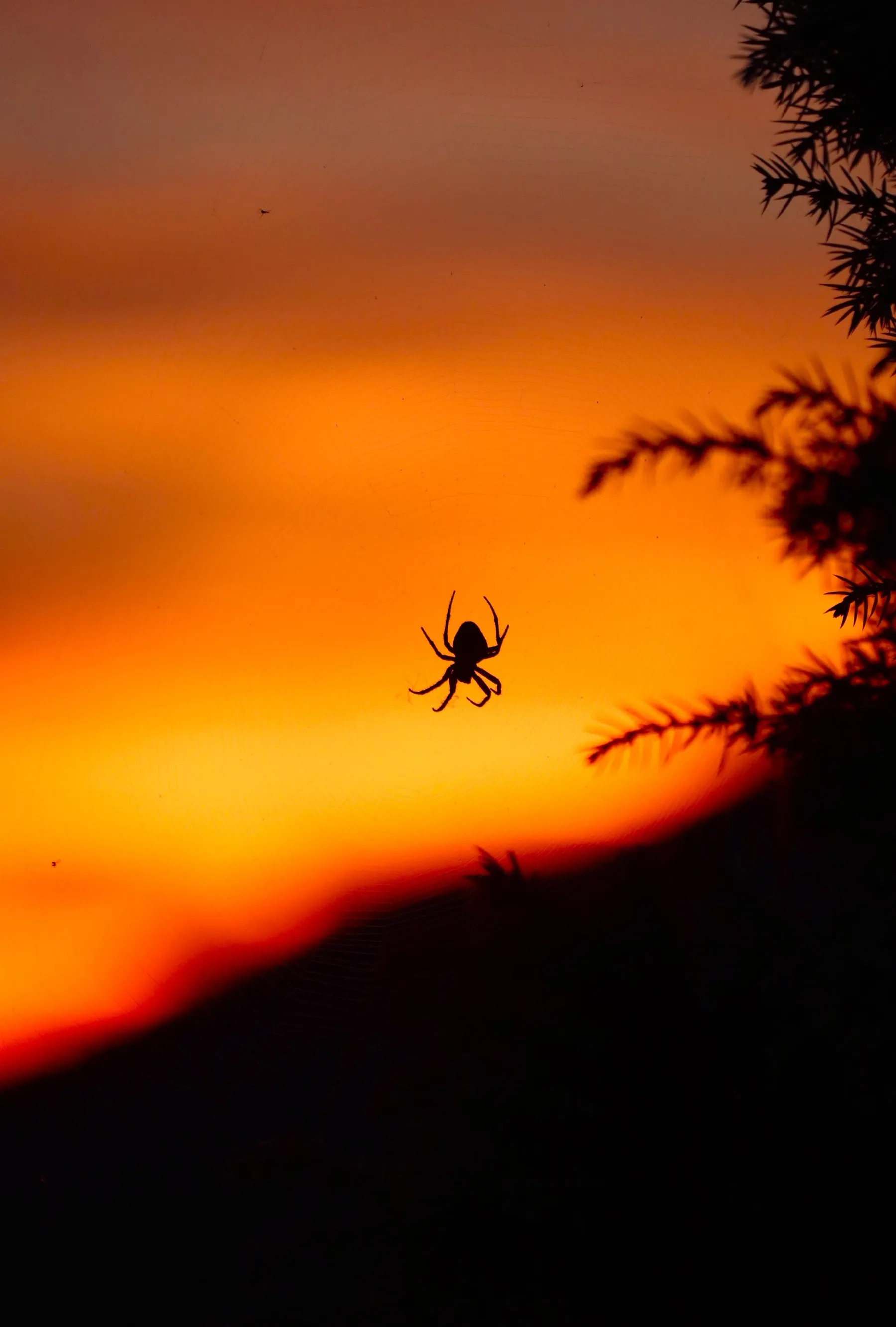 Nature 3